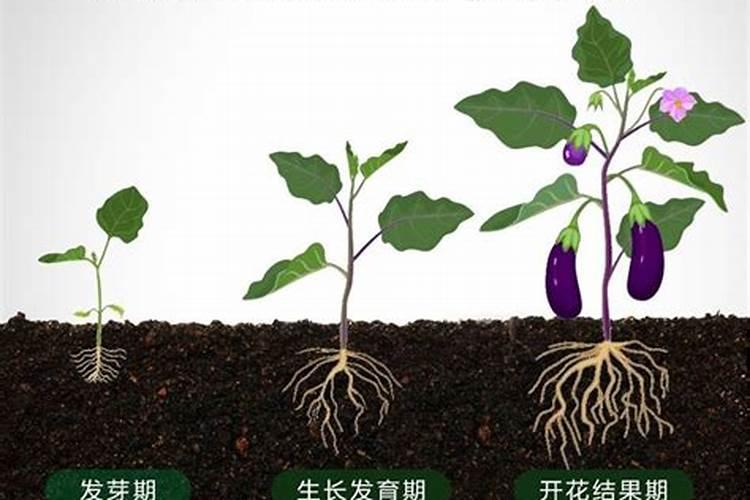 氮肥适合什么农作物 氮肥属于哪种肥料