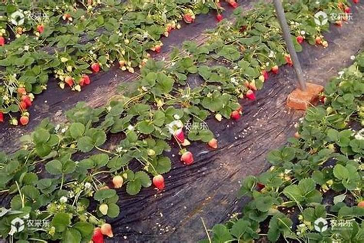 盆栽草莓怎么施肥和浇水 具体方法是什么