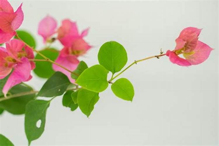 葡萄萌芽期施什么肥