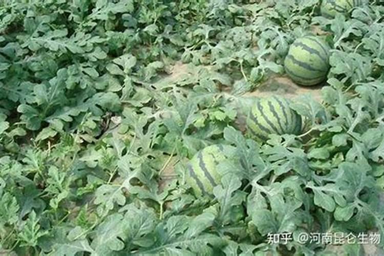 西瓜苗期用什么肥料好