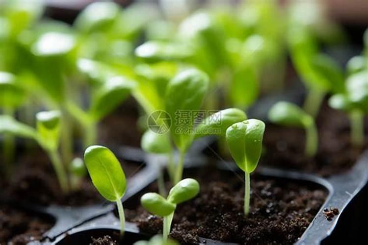 5号菜的种植方法和时间