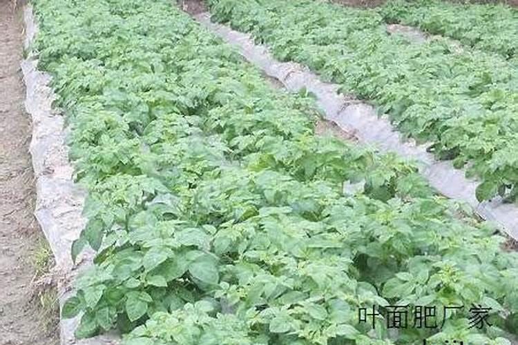 土豆用什么肥料好