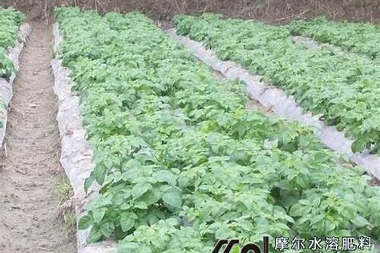 种土豆用什么肥好 种土豆用哪种肥好