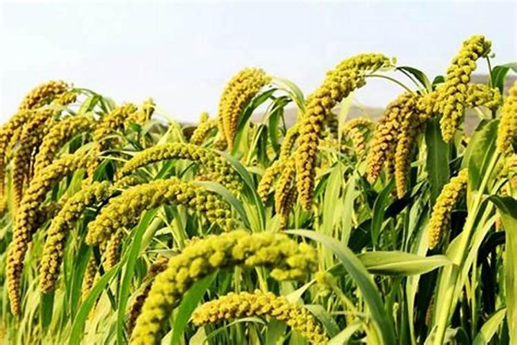 种谷子用什么复合肥好 施肥注意事项有哪些