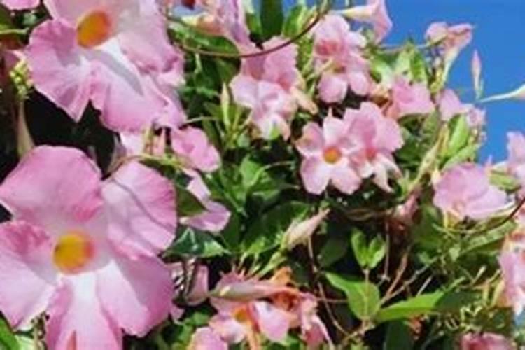 飘香藤的养殖方法和注意事项