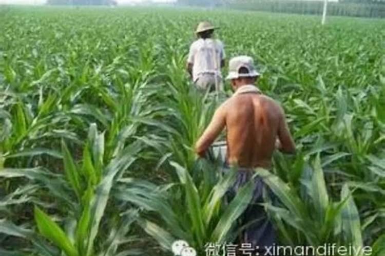 钙镁磷肥怎样用效果好 钙镁磷肥使用注意事项有哪些