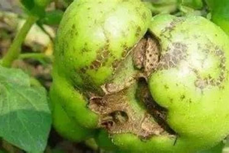 苹果树喂硼砂喂多了,秋天苹果能出什么病？