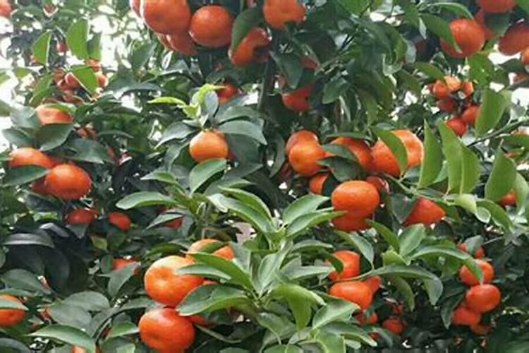 苹果树用什么肥料进行追肥