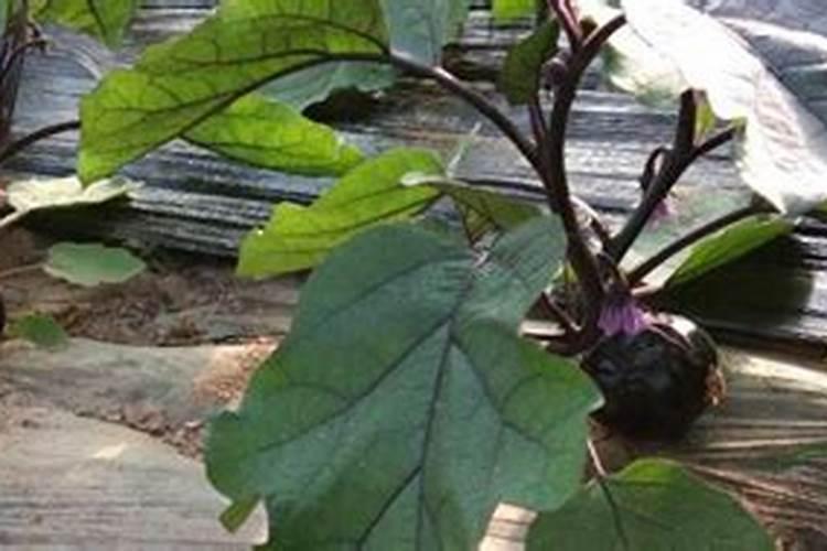 茄子开花结果期怎么施肥和管理