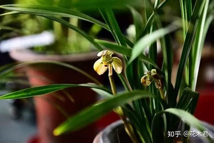 兰花分株后怎样浇水施肥？