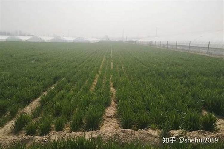 康朴肥可以给兰花用吗