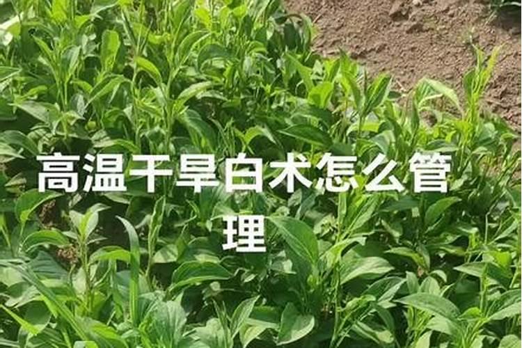 叶面肥几天能吸收干净