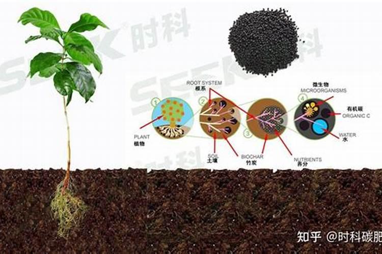 植物是如何吸收肥料的？