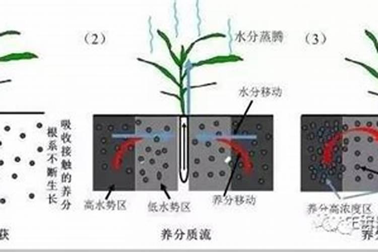 植物是如何吸收肥料？