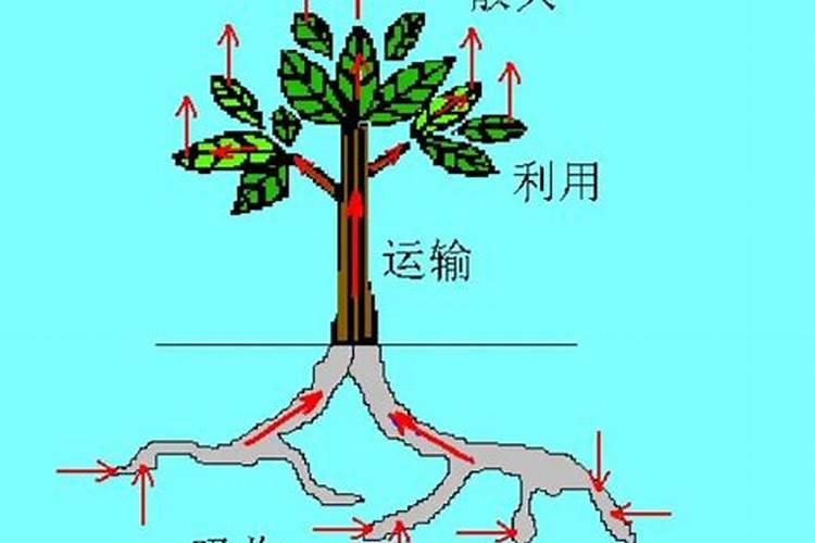 尿素化肥是怎样被植物吸收的？