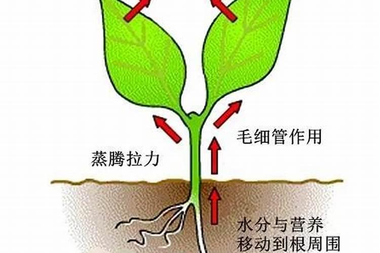 氮肥如何被植物吸收的？