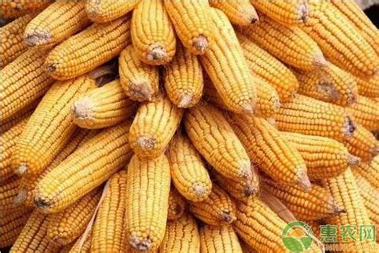 玉米宝宝叶面肥有什么效果