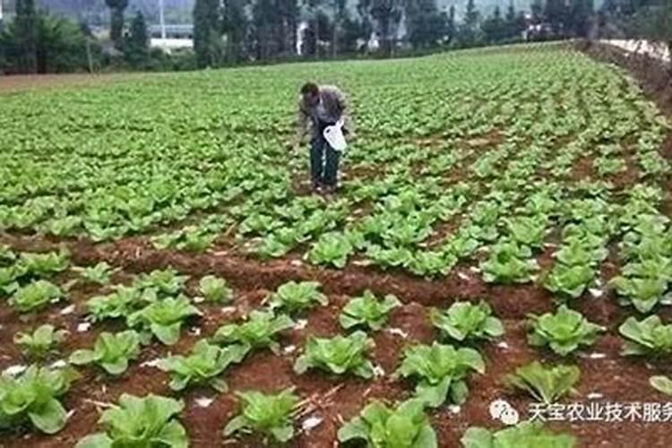 磷肥一亩地施多少