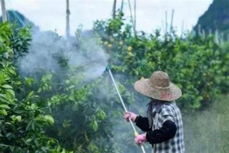 果树喷药和叶面肥6小时后下雨药液有无影响？