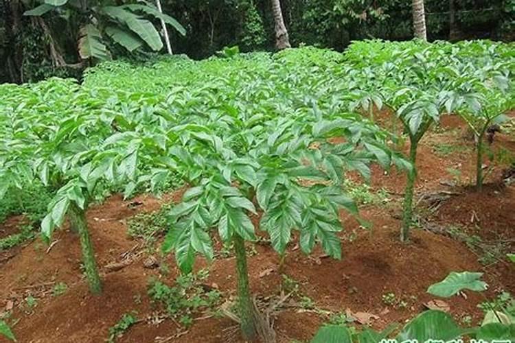 种植玉米一般施肥用什么化肥
