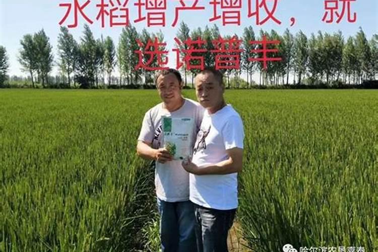 水稻趴秧怎么解决