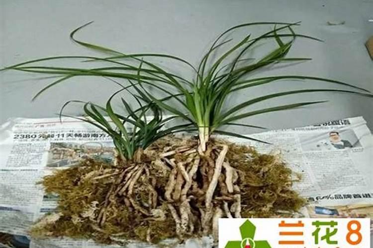 兰花可以用磷酸二氢钾肥吗 兰花能用磷酸二氢钾肥吗