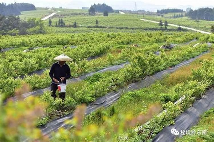 蓝莓施肥用什么肥料最好 种蓝莓用肥正确长得快