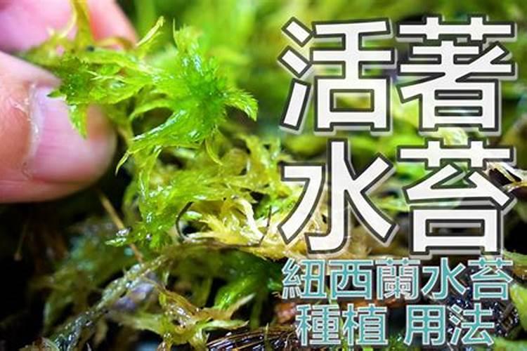 旧水苔要如何巧妙地进行再利用