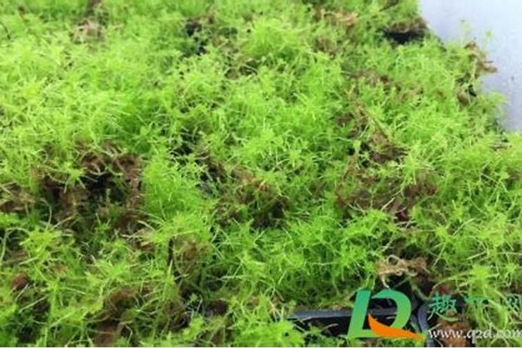 水苔养花的好处有哪些