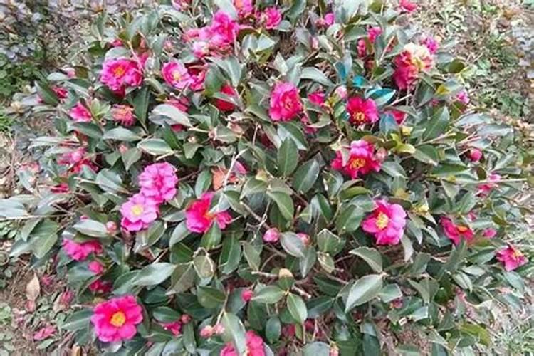 经长途运输的桂花怎样栽培？能喷施叶面肥吗？