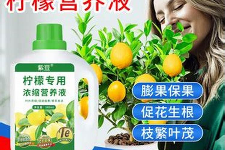 柠檬树用阿司匹林浇可以吗？