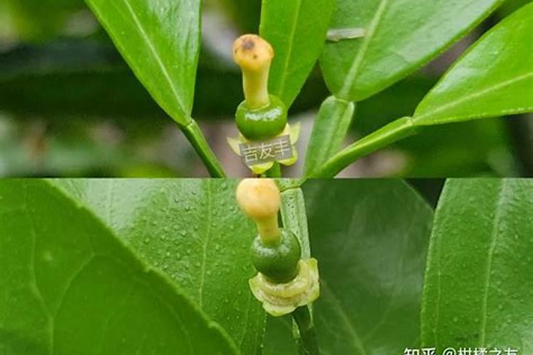 桂花树枝叶少用什么叶面肥能让枝叶茂盛