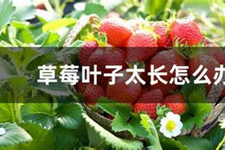 盆栽草莓怎样施肥