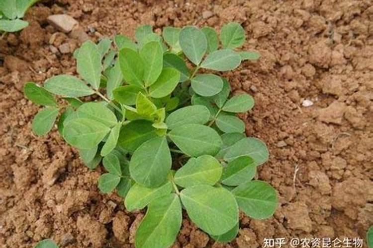 香瓜施什么肥料最好
