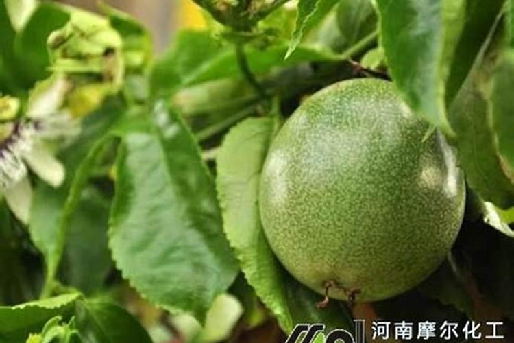 黄瓜需肥有什么规律？