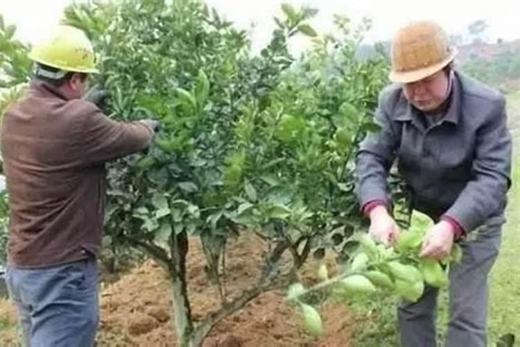 沙糖桔起沙着色喷什么