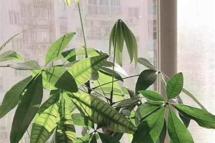 发财树叶子个别变黄什么原因？