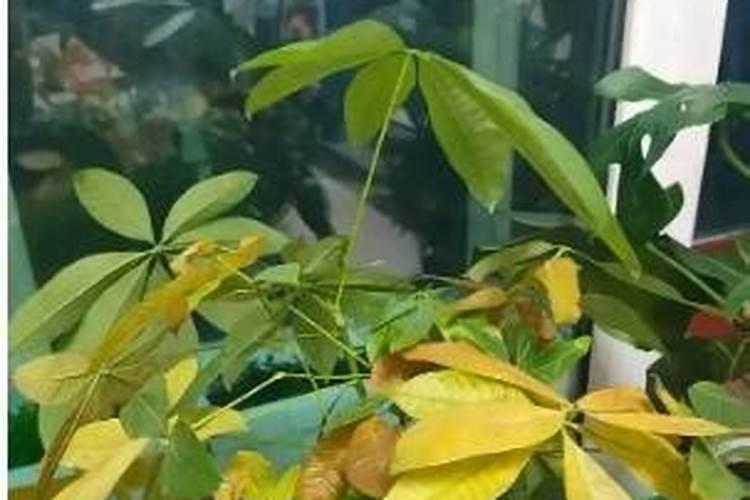 发财树养护正确方法