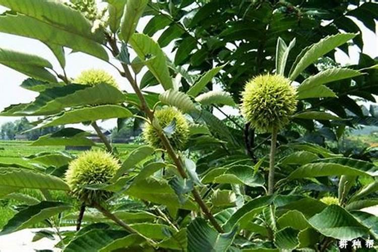 控根盆适合养什么花