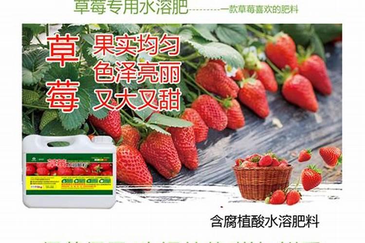 草莓大棚一亩冲多少海藻精