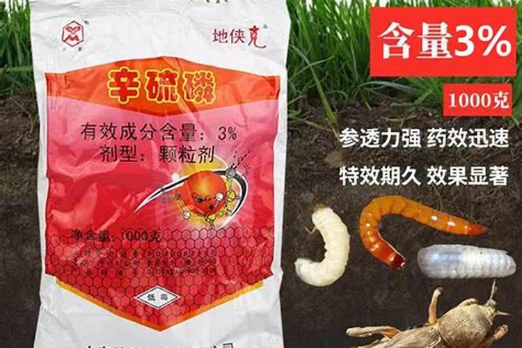 月季花白斑病了怎么办？