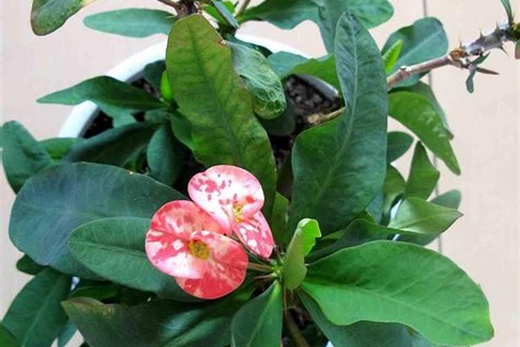 虎刺梅开花上什么肥