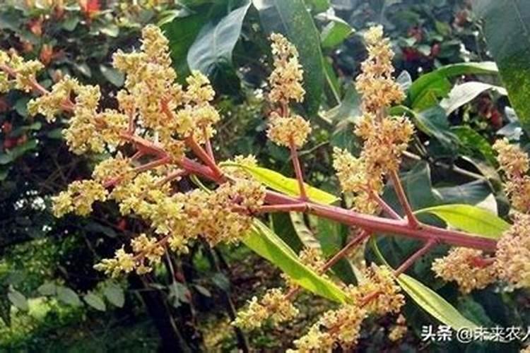 芒果花期打什么药最好