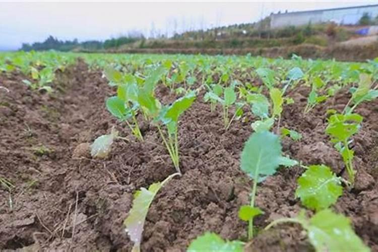 油菜的需肥特点及施肥原则是什么？