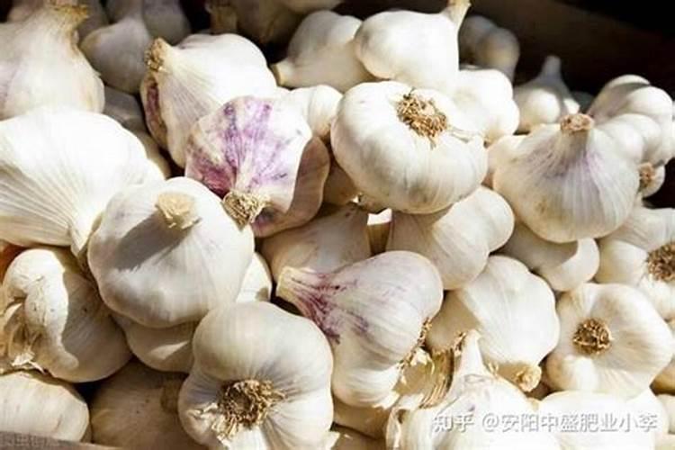 辣椒疫病用什么药最好 用什么杀菌药防治最好