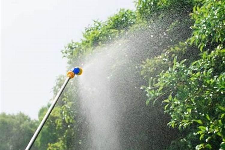 水养吊兰叶面肥什么样的好
