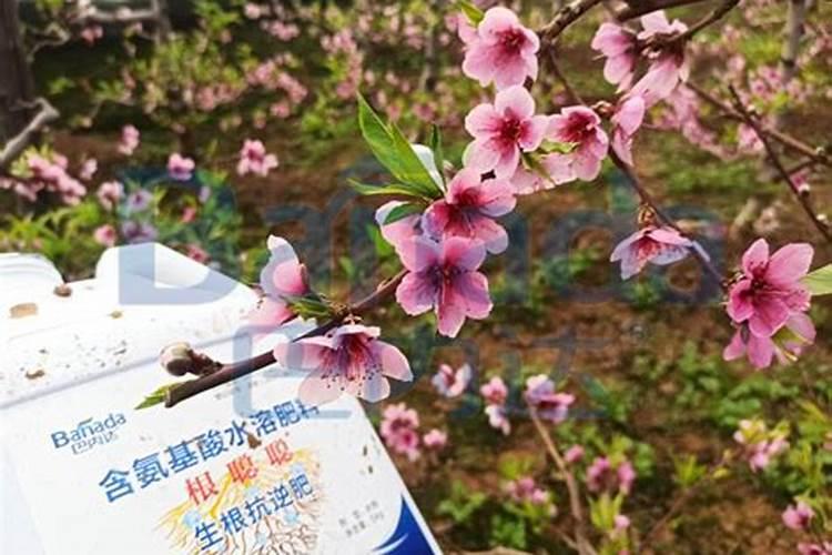 露娜森杀菌剂能与叶面肥混用吗
