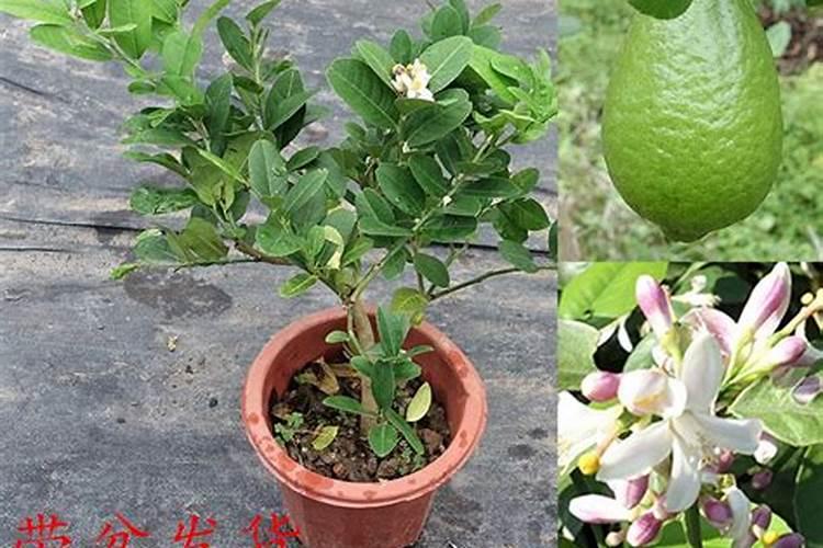 柠檬树施多少肥料好