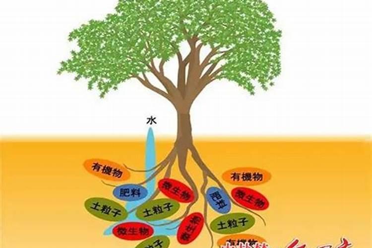 辛硫磷适用什么植物