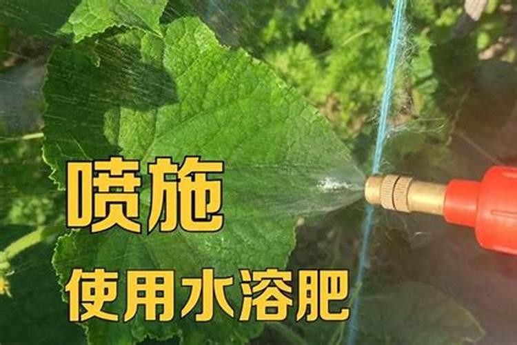 莪术花如何养育